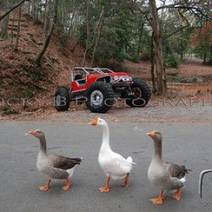 duck's in a row.jpg
