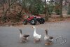 duck's in a row.jpg