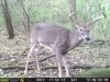 trail cam 10pt.jpg