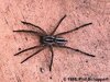 wolf-spider1.jpg