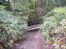 Old Bridge down Stream under small power line water crossing.jpg