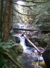 Lovely May Creek Waterfalls.jpg