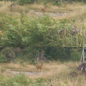 Two Reiter Fawns.jpg