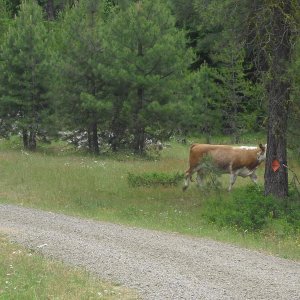 teanaway 023.jpg